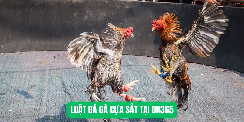 Luật đá gà cựa sắt tại OK365